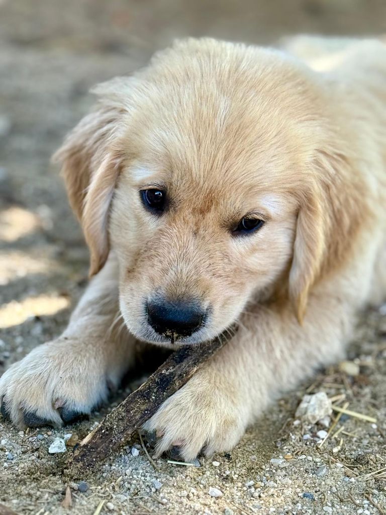 Publication : De L'Orégon De Romance Auteur : Moi