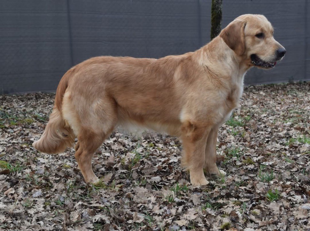 Publication : Catch The Dream Auteur : Catch The Dream 