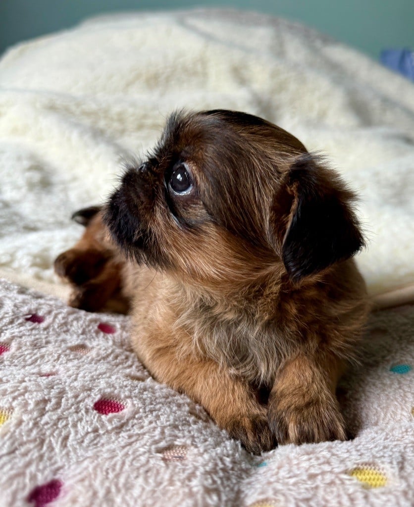 Publication : des terres de phoebus 