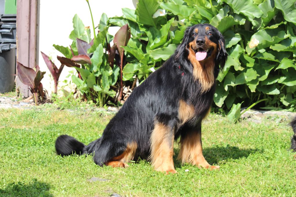 Publication : Des trois petits diables Auteur : Martine Dedier