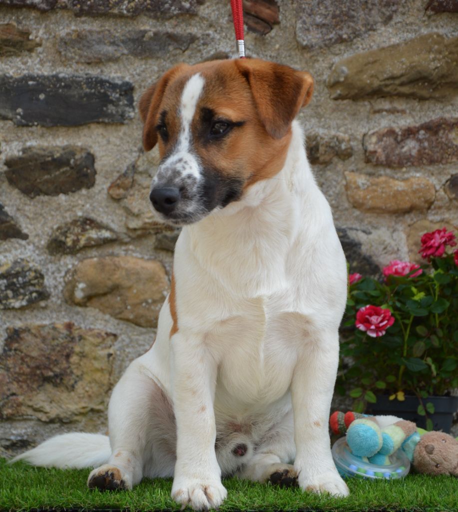 Publication : Des Terriers Du Large