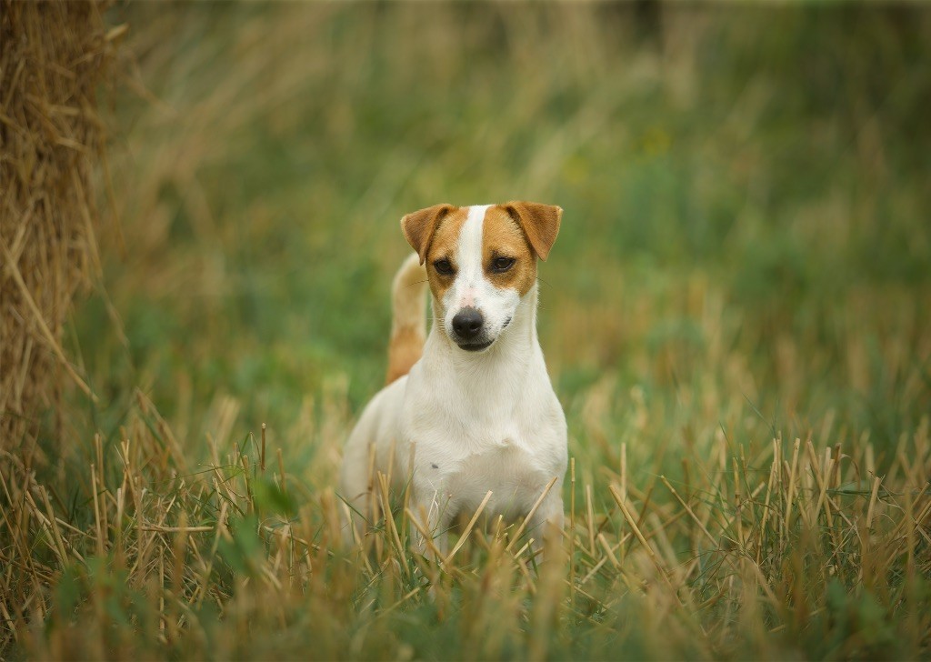 Tess tea Du Bois De Capsil