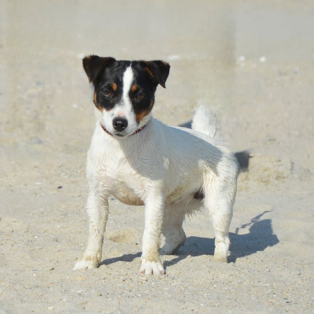 Publication : Des Terriers Du Large 