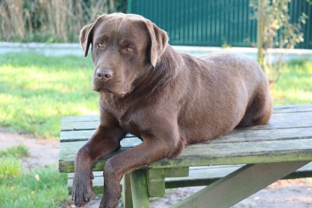 Publication : De La Cité Des Animaux 