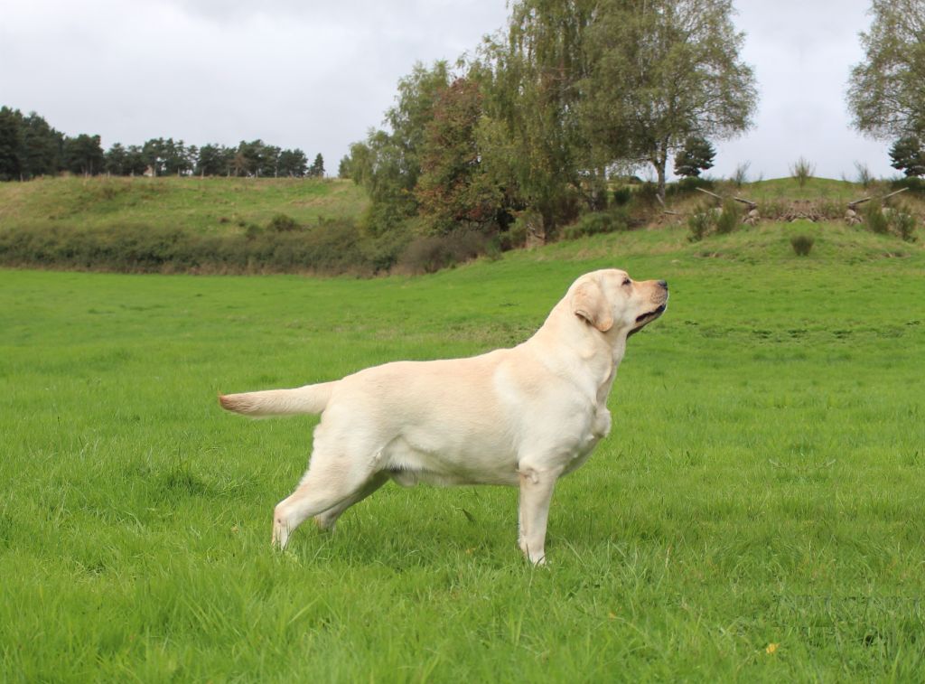 Publication : MDG Labs Auteur : Elevage MDG LABS