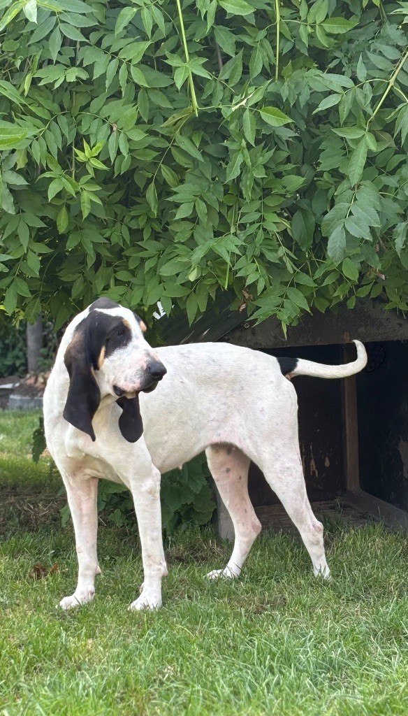 Publication : Des Hurleurs Des Feytauds Auteur : SOUMAGNAC Nicolas