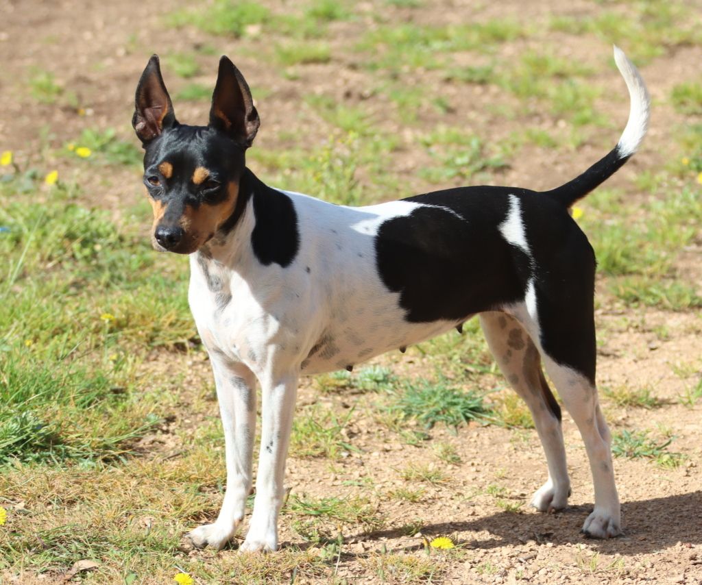 Publication : Savannah's Dream Auteur : P.THUOT