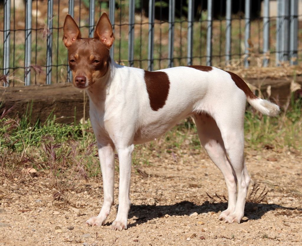 Publication : Savannah's Dream Auteur : P. THUOT