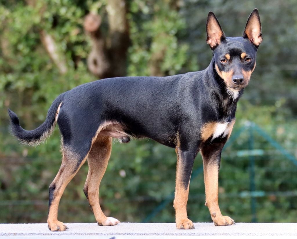 Publication : Savannah's Dream Auteur : P.THUOT