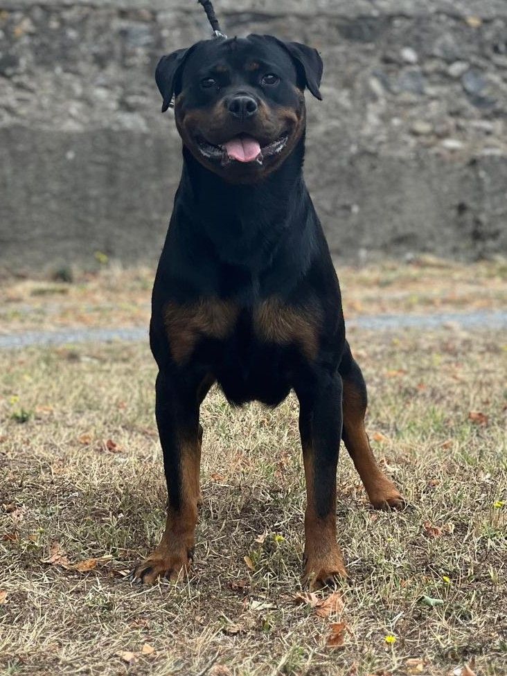 Publication : Des Princes De L'albinol Auteur : Lino Rott