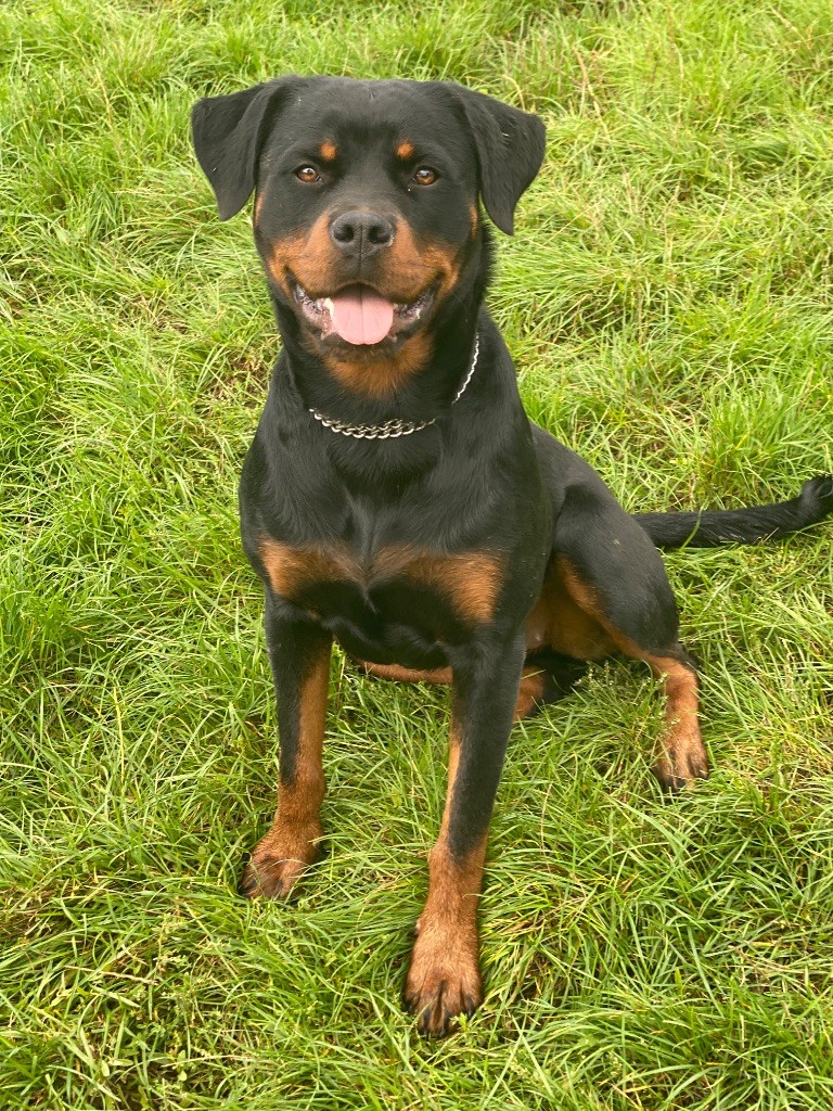 Publication : der Engel von Périgord 