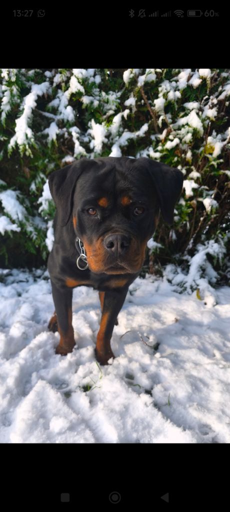 Publication : des Cerberes de Gaïa