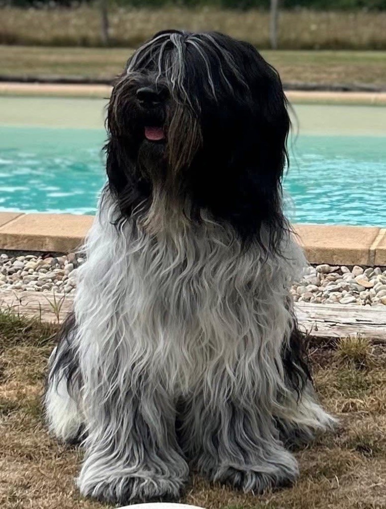 Publication : Royal Balin's 