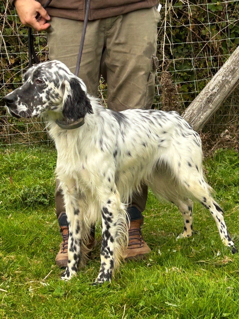 Publication : De La Terrible Menée 