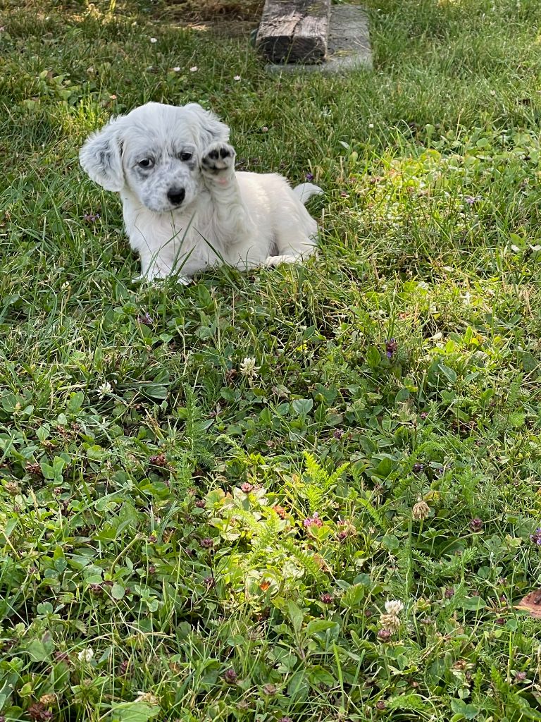 Publication : des Lyres du Laudon Auteur : Dominique Nouhaud
