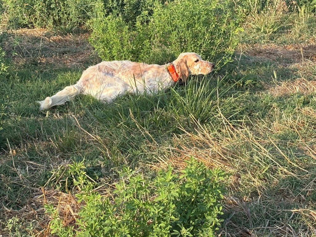 Publication : de la forêt du Melu 