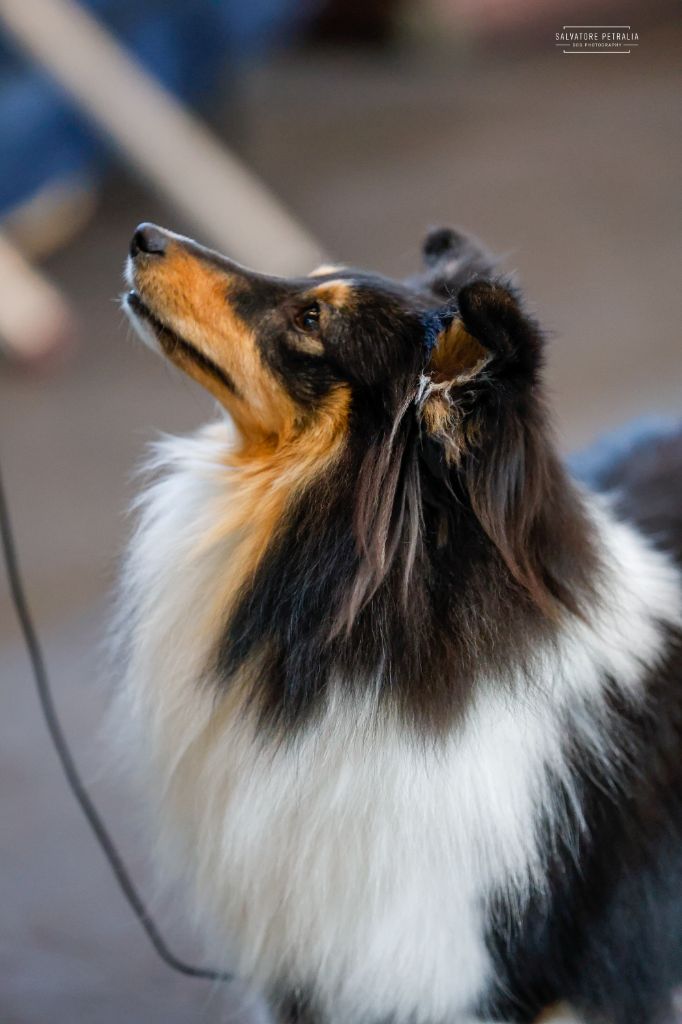 Publication : Marywold's 