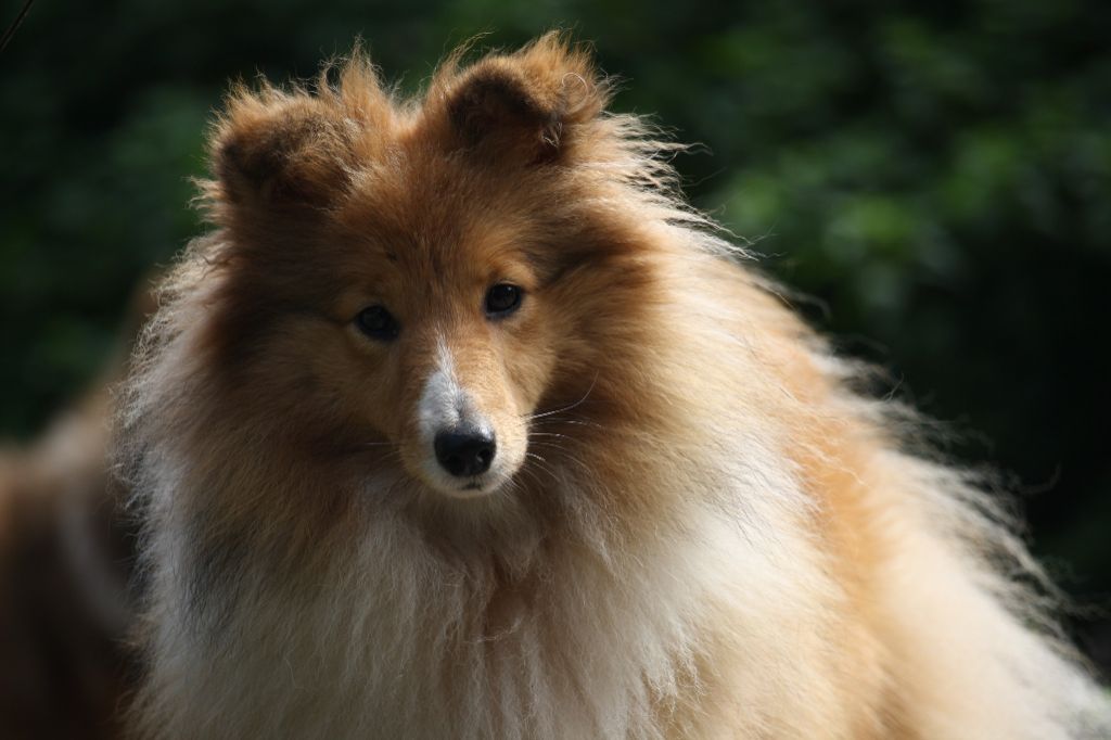 Publication : Du Domaine Des Ptit's Futés 