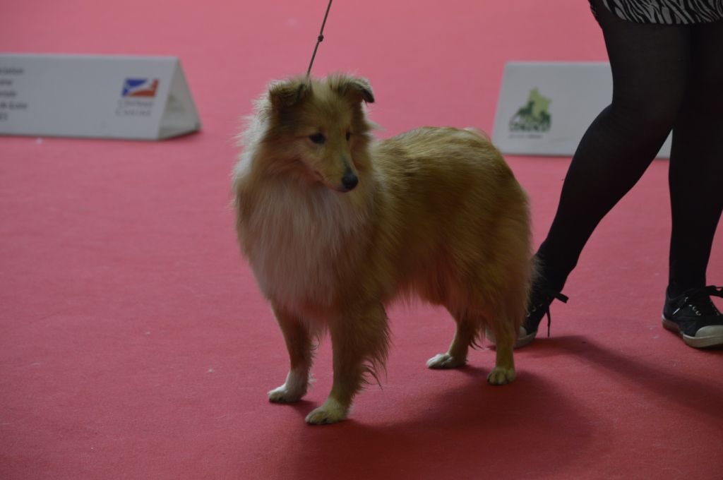 Publication : Du Domaine Des Ptit's Futés