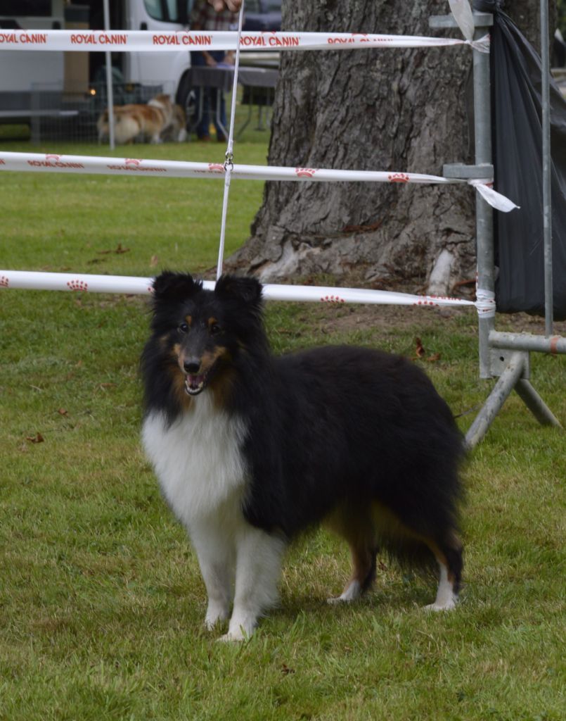 Publication : Des Amours Du Bois De Fer Auteur : PATRICIA & MIGUEL LALLEMANT