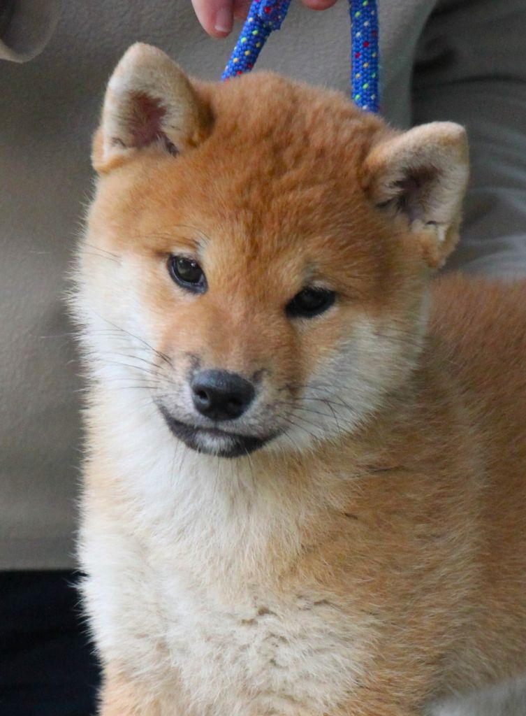 Publication : Allaikha's