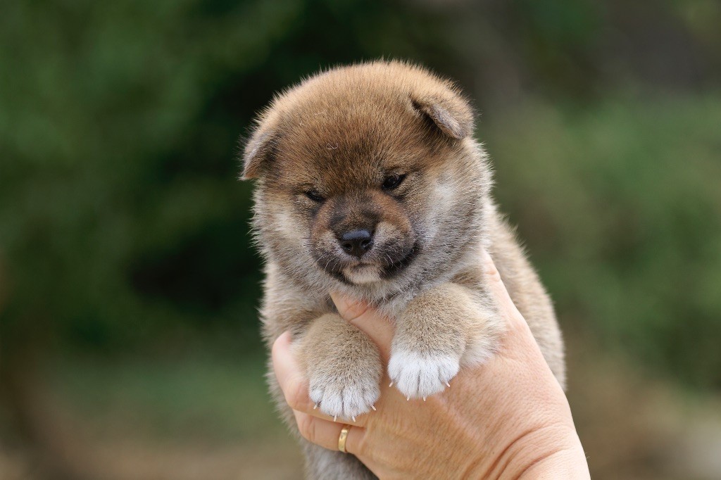 Publication : Kitsune No Tani Kensha 