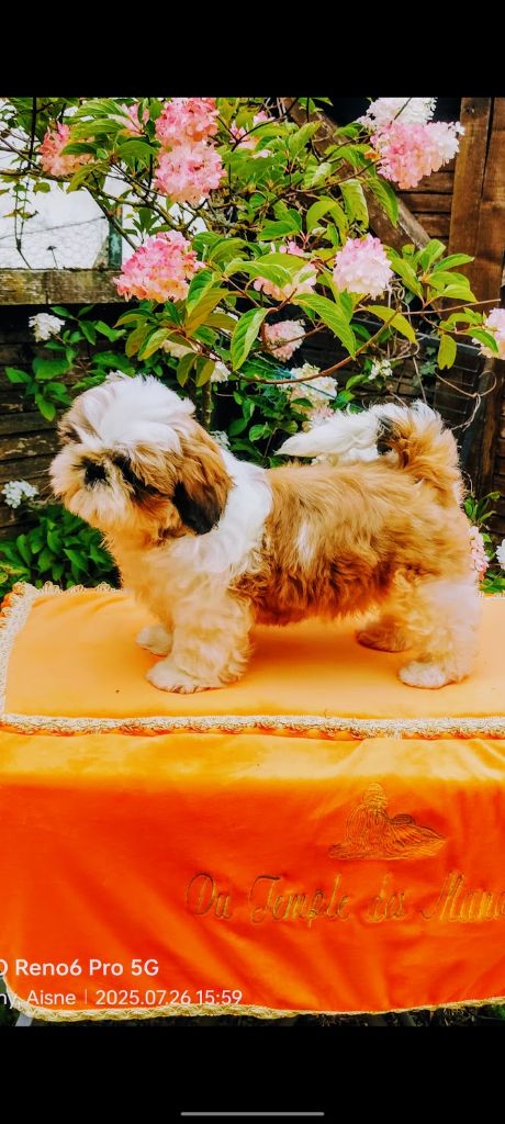 Publication : du temple des Mandarins Auteur : Carole Leplus