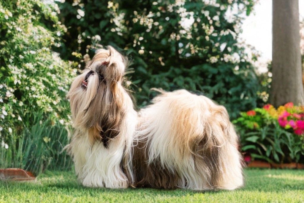 Publication : Of Legendary Tibetan 