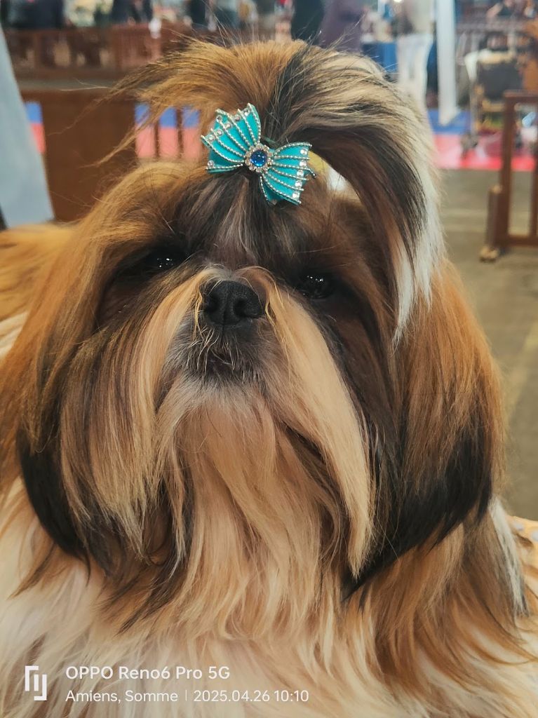 Publication : du temple des Mandarins 