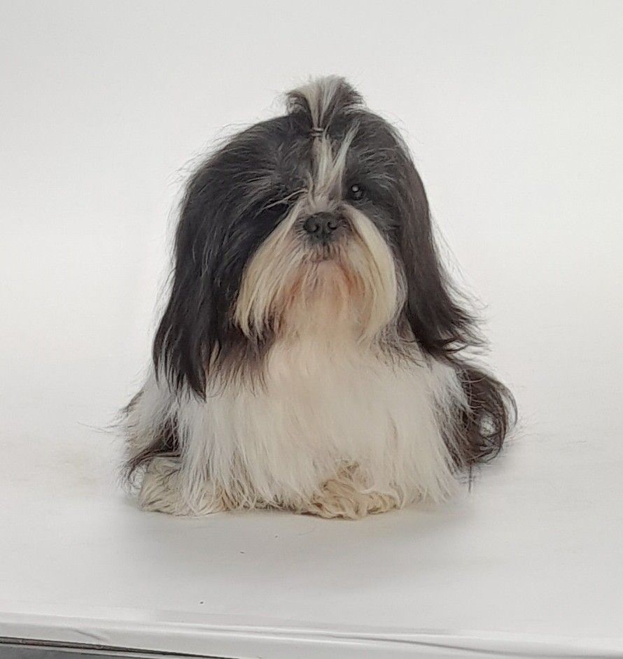 Publication : Du Domaine Tibetain Auteur : otkm