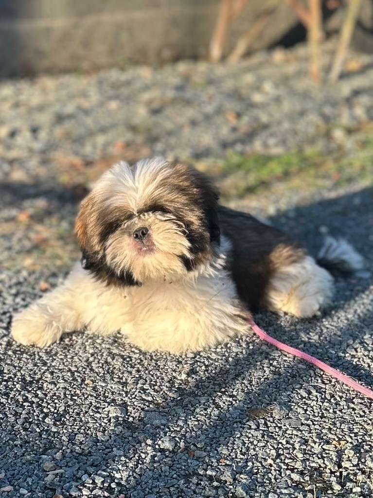 Publication : Of Legendary Tibetan 