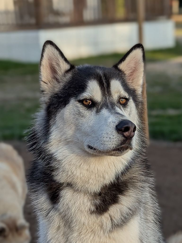 Publication : of Trott Husky Auteur : Samuel Marais