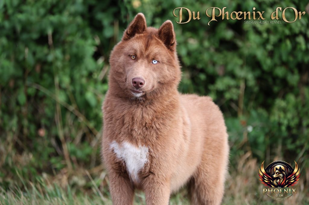 Publication : Du Phoenix D'Or 