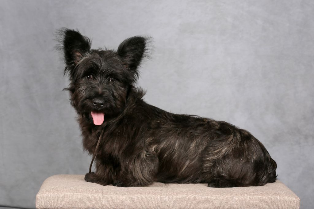 Publication : Vaccae 