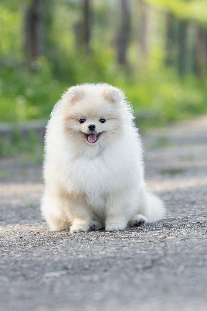 Publication : (Sans Affixe)