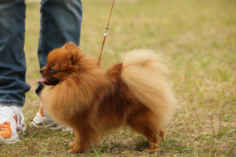 Publication : Des Punchy Diamonds Auteur : Elevage Des Punchy Diamonds