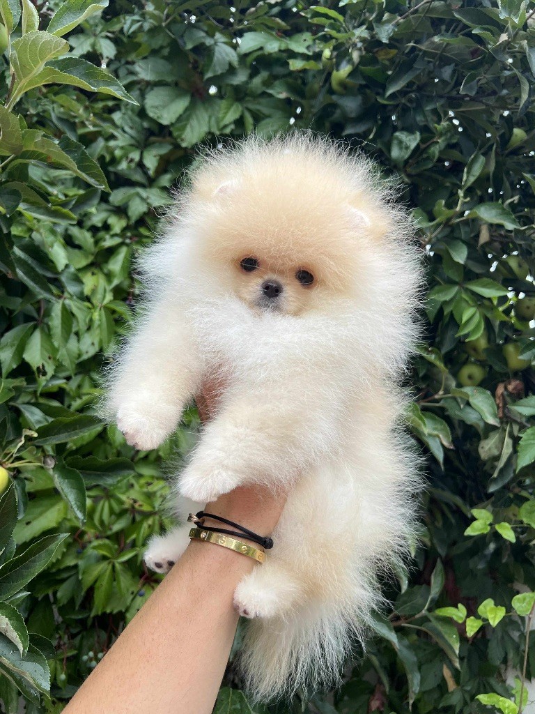 Publication : Pom My God 