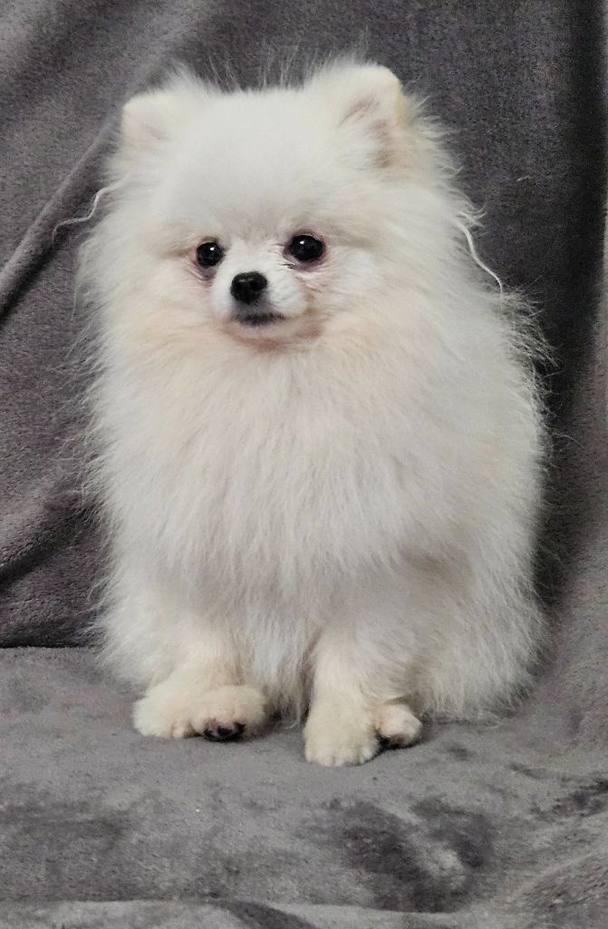 Publication : Blue Dance Auteur : Caroline fortemps