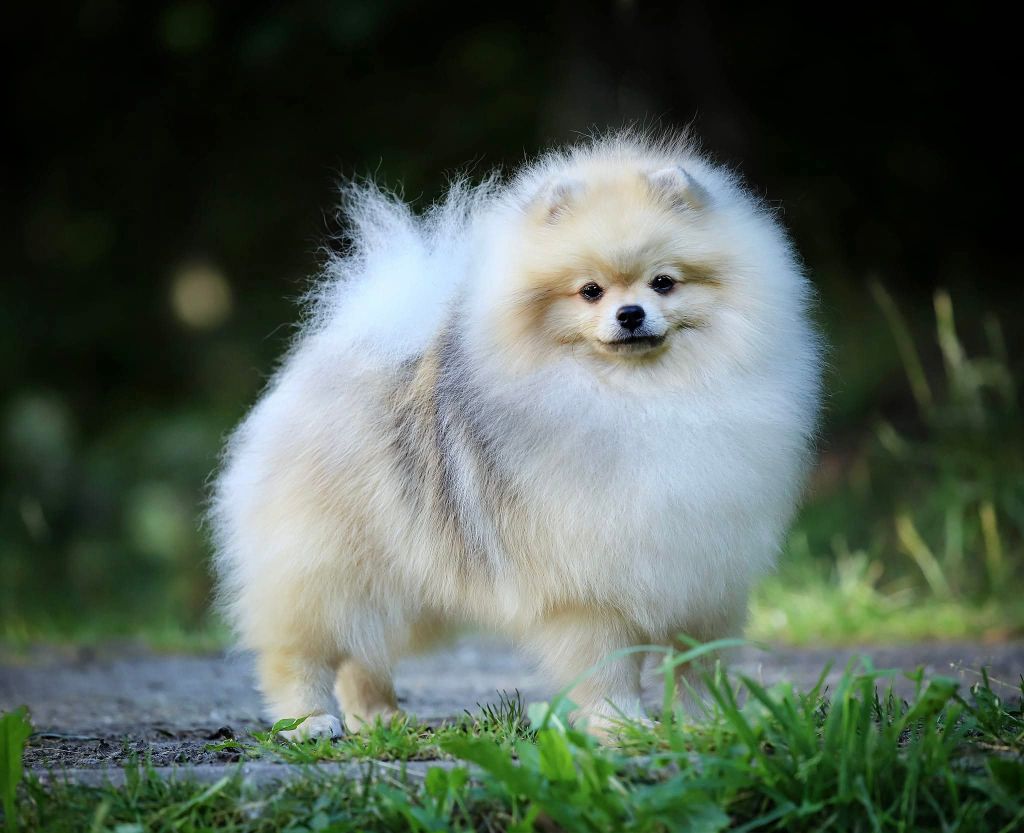 CH. fil star fusion Léon silver shine