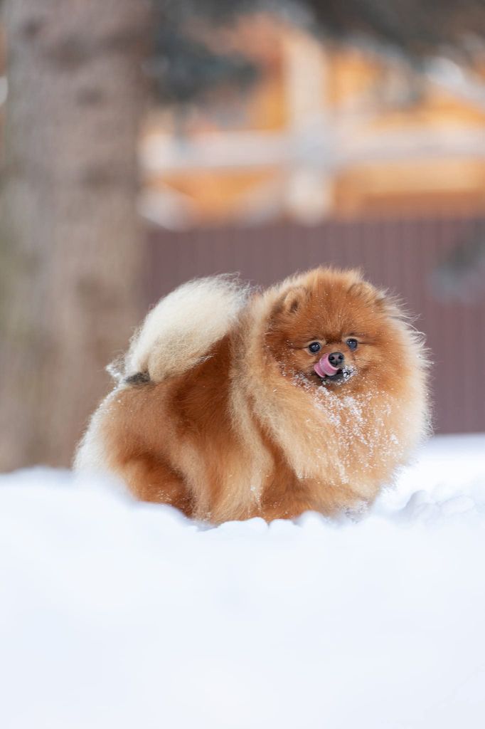 CH. fil star fusion Villina shajn of platinum