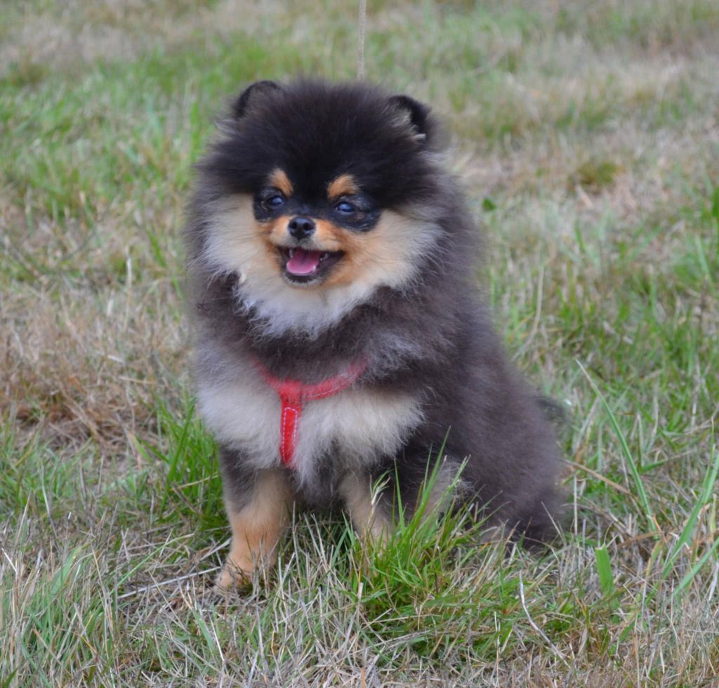 Publication : De La Casa Del Spitz 