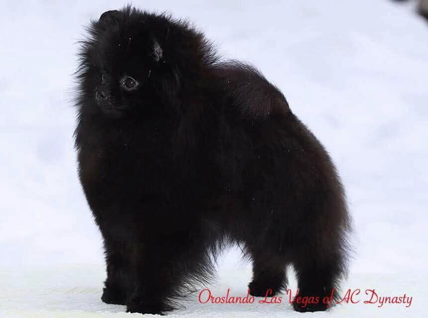 Publication : Du Diademe Des Etoiles