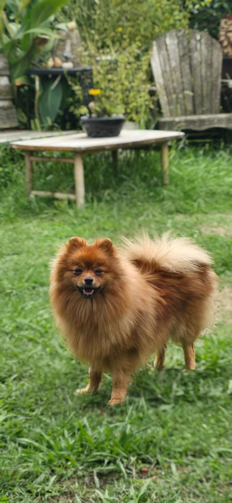 Publication : des loups d'Aquitaine 