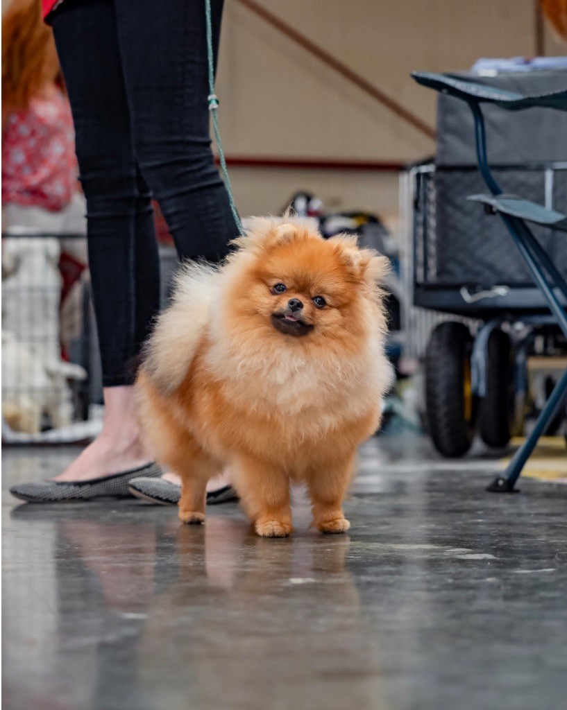 Publication : Pom My God 