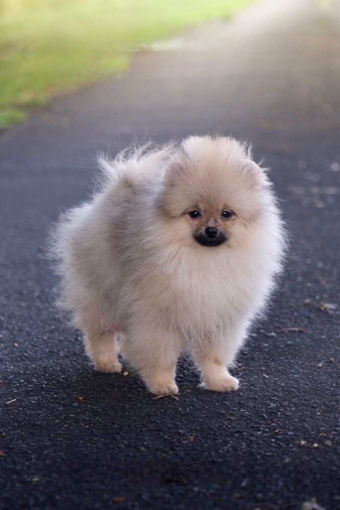 Publication : des loups d'Aquitaine