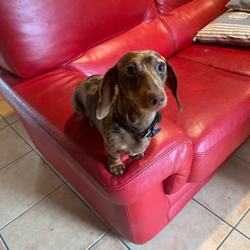 Publication : de la grille blanche Auteur : Jean Robert