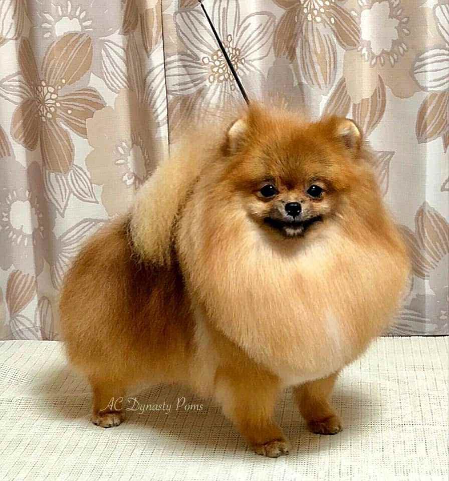 Publication : Du Diademe Des Etoiles Auteur : Ac dynasty