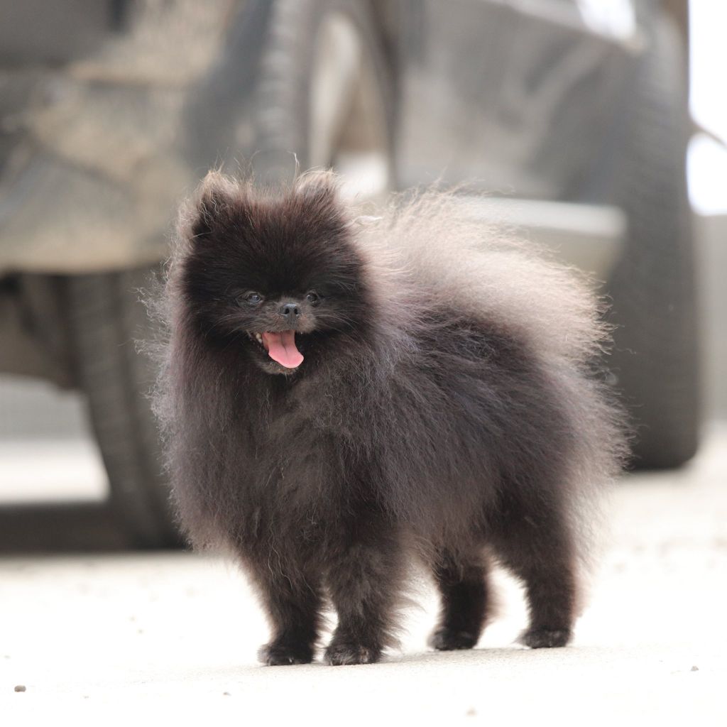 Publication : Lupu Di Castagniccia