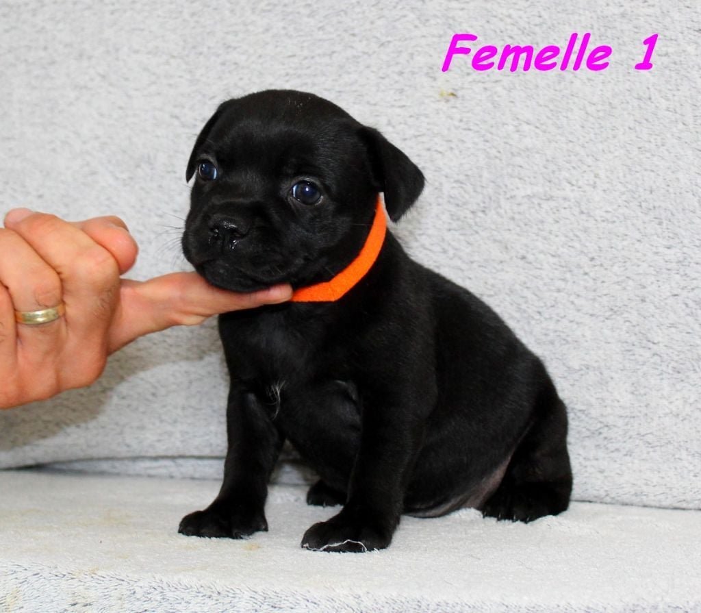 Publication : Terrier's Paradise Auteur : MARION PICOLI