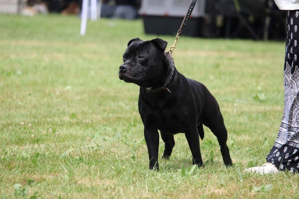 Shiiro Des Guerriers Pacifiques